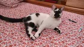 Lost Cat
