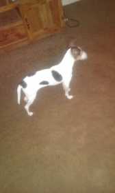 Lost Dog