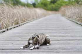 Lost Dog