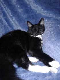Lost Cat