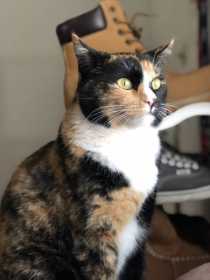 Lost Cat