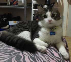 Lost Cat