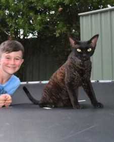 Lost Cat