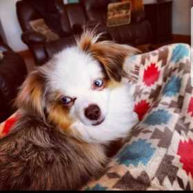 Lost Dog