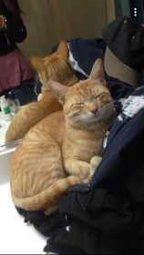 Lost Cat