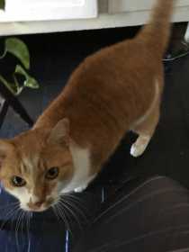 Lost Cat