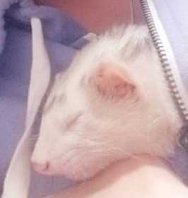 Lost Ferret