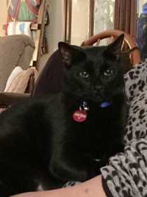 Lost Cat
