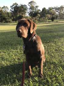 Lost Dog