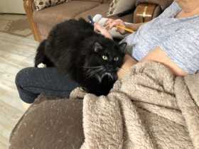 Lost Cat