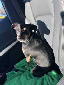 Lost Dog