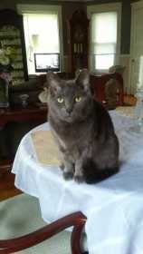 Lost Cat
