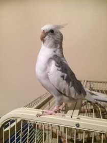 Lost Cockatiel