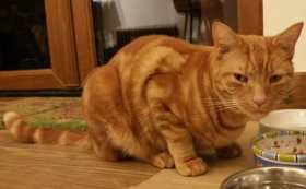 Lost Cat