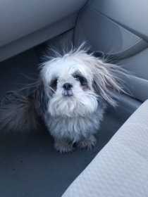 Lost Dog