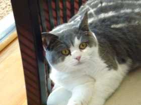 Lost Cat