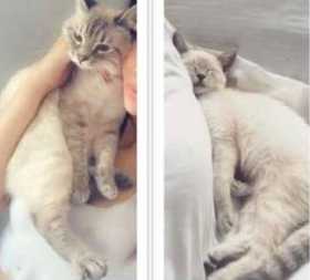 Lost Cat