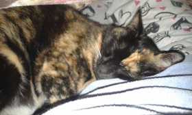 Lost Cat