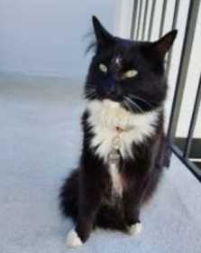 Lost Cat