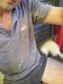 Lost Ferret