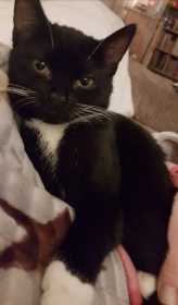 Lost Cat