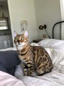 Lost Cat