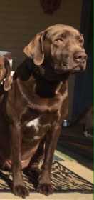 Lost Dog