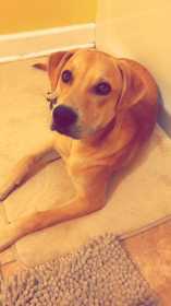 Lost Dog