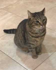 Lost Cat