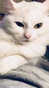 Lost Cat