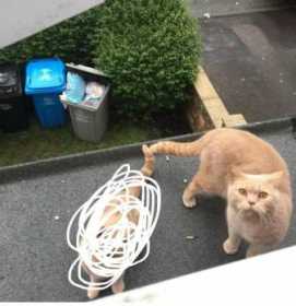 Lost Cat