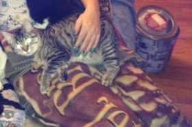 Lost Cat