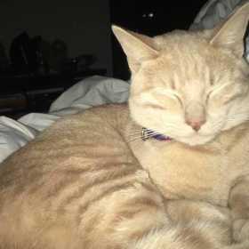 Lost Cat