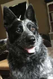 Lost Dog