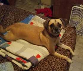 Lost Dog