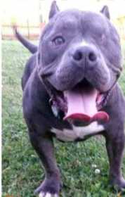 Lost Dog