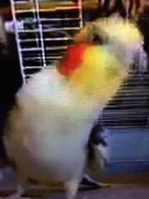 Lost Cockatiel
