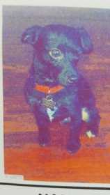 Lost Dog