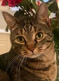 Lost Cat