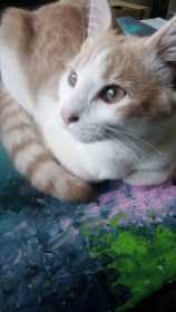 Lost Cat