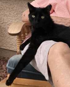 Lost Cat