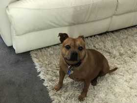 Lost Dog