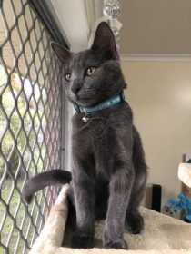 Lost Cat