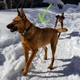 Lost Dog