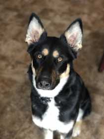 Lost Dog