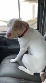 Lost Dog