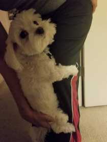 Lost Dog