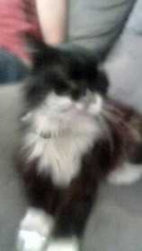 Lost Cat