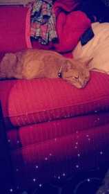 Lost Cat