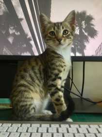 Lost Cat
